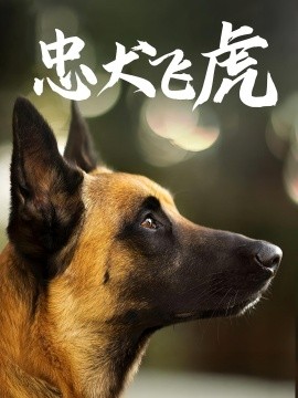 忠犬飞虎（33集）吴桂洲&谭镁纶 (2025)-米创网
